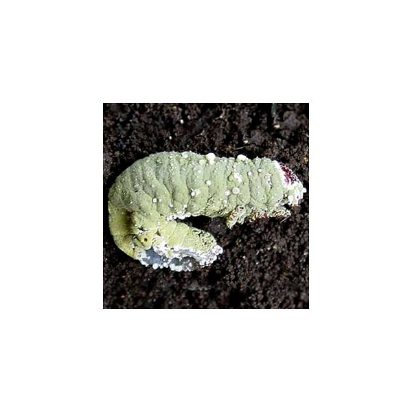 Beauveria Bassiana