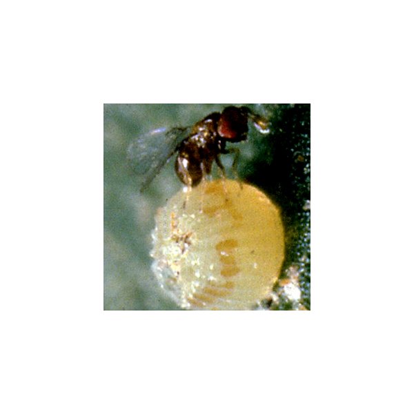 Trichogramma spp