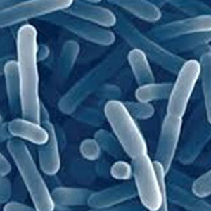 Bacillus subtilis