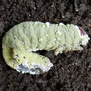 Beauveria bassiana + L. lecanii  +  M. anisopliae