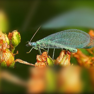Chrysopas