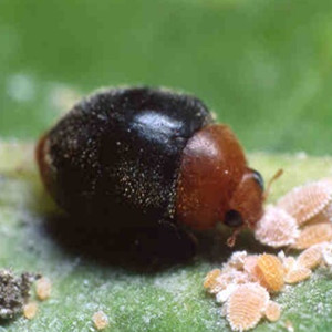 Cryptolaemus montrouzieri
