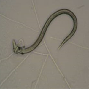 Paecylomices lilacinus