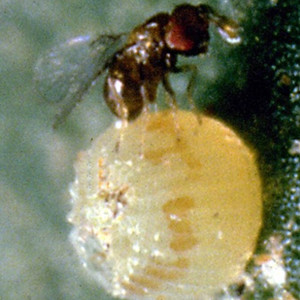 Trichogramma spp
